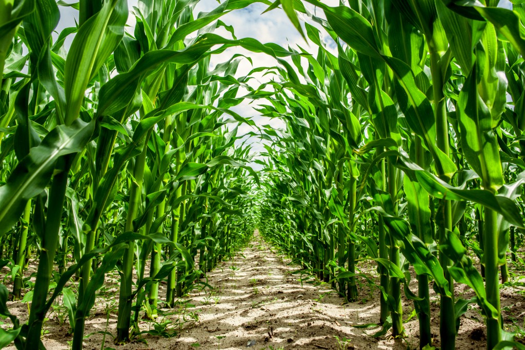 Corn crops in a row